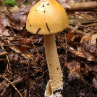 Orangegelber Scheidenstreifling (Amanita crocea)